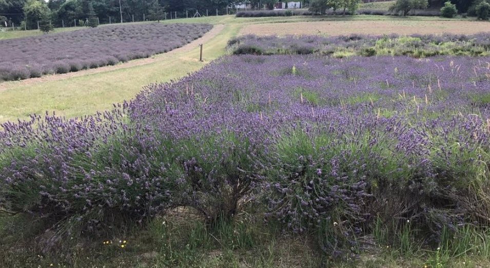 Arboretum and Conservation Area of Pannonhalma, Pannonhalma, Hungary, Hungary